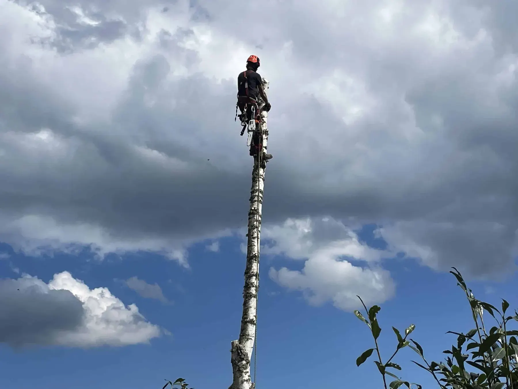 Démontage d’arbre en hauteur par un élagueur de SARL Quehen