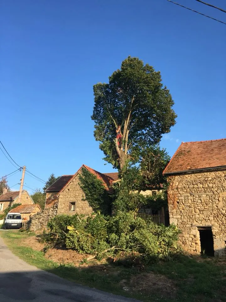 Élagueur intervenant sur un arbre proche de maisons et de réseaux
