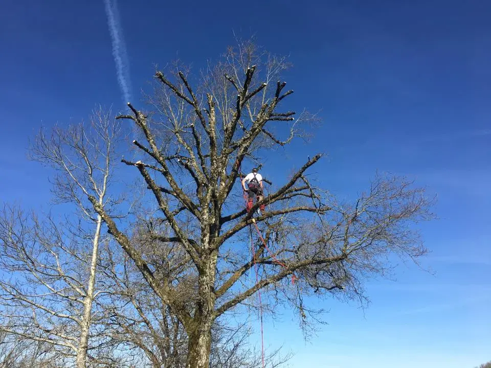Élagueur grimpeur SARL Quehen en train de tailler un arbre sur corde