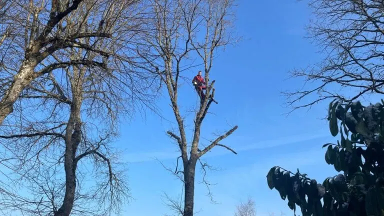Élagage toutes hauteurs sur corde réalisé par SARL Quehen en Creuse