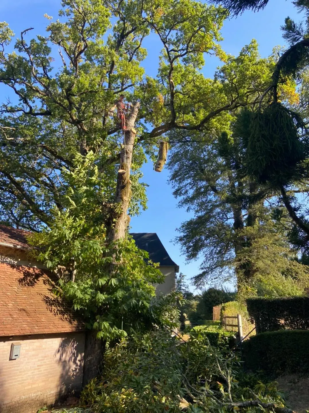 Abattage et démontage d’un arbre à proximité d’un bâtiment