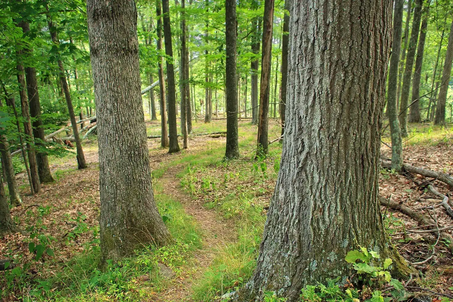 Achat de bois sur pied : parcelle forestière avec arbres sur pied à évaluer
